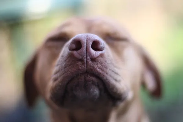 Focinho de cachorro seco é sinônimo de preocupação