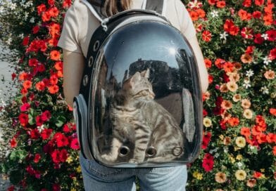 Mochilas para transporte de gatos