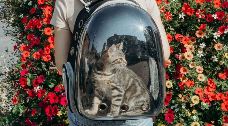 Mochilas para transporte de gatos