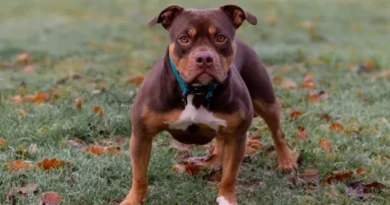 O que fazer ao ser atacado por um pitbull?