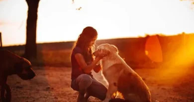 O que fazer após a morte de um pet? Saiba como agir com respeito e amor O que fazer após a morte de um pet?