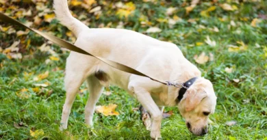 Por que os cães comem grama? Entenda o comportamento e saiba quando se preocupar Por que os cães comem grama? Entenda