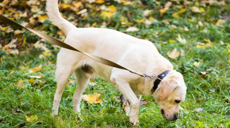Por que os cães comem grama? Entenda