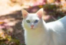 Por que os gatos brancos demandam atenção extra? Por que os gatos brancos demandam atenção extra?
