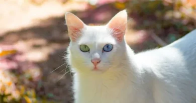 Por que os gatos brancos demandam atenção extra? Por que os gatos brancos demandam atenção extra?