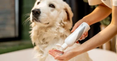 Shampoo antialérgico para cachorro: como escolher o melhor para a pele do seu pet Shampoo antialérgico para cachorro: como escolher o melhor
