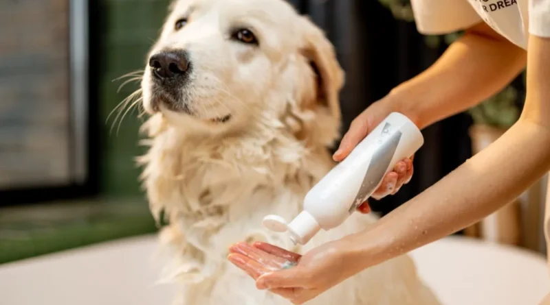 Shampoo antialérgico para cachorro: como escolher o melhor