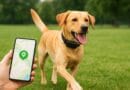 GPS para cachorro: conheça as melhores coleiras inteligentes