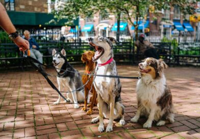 Projeto de lei permite dedução de gastos com pets no Imposto de Renda Pets com documentos do Imposto de Renda, simbolizando dedução de gastos.