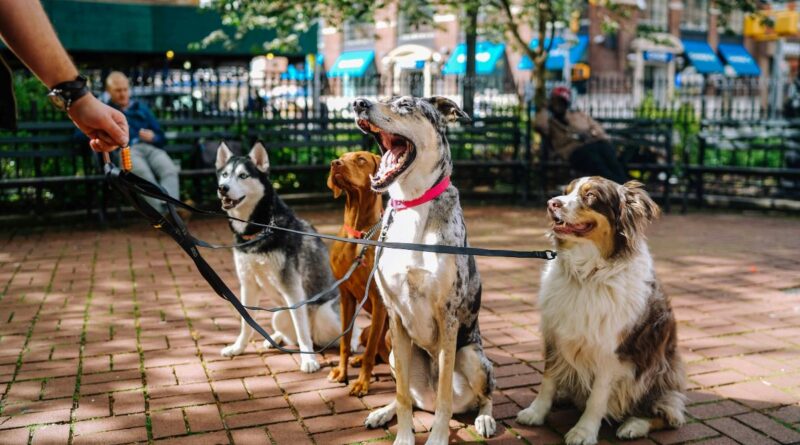 Projeto de lei permite dedução de gastos com pets no Imposto de Renda Pets com documentos do Imposto de Renda, simbolizando dedução de gastos.